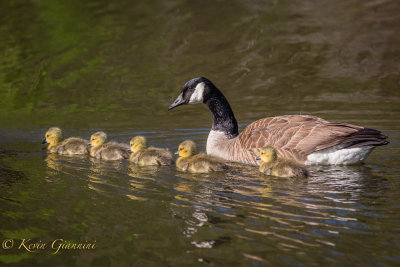 Canada Goose with babies