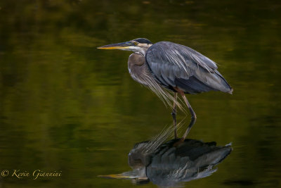 Great Blue Heron