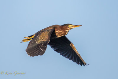 Wading Birds...