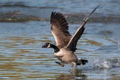 Ducks and Geese...