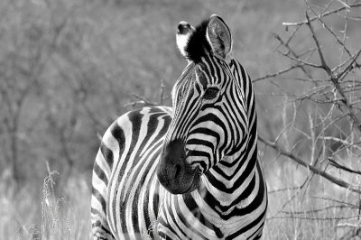 B&W Zebra