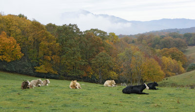 Blueridge Parkway near Blowing Rock