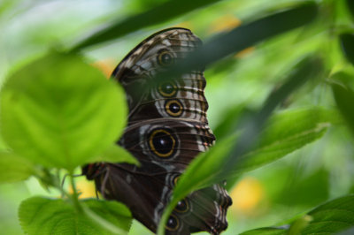 PHX Butterflies-06.jpg