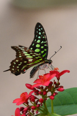 PHX Butterflies-14.jpg