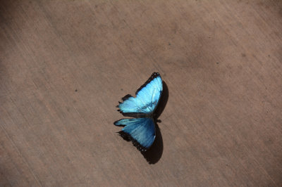 PHX Butterflies-31.jpg