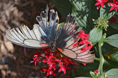 PHX Butterflies-36.jpg
