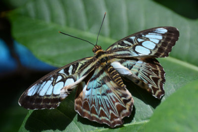 PHX Butterflies-38.jpg