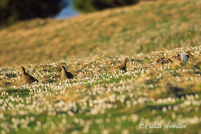 Females black grouse and male