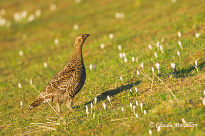 Black grouse 