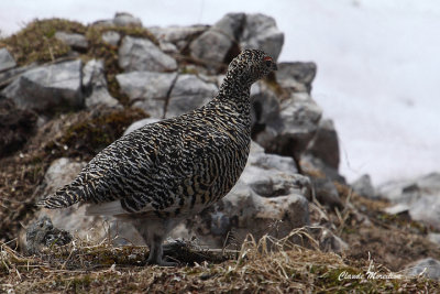 Rock ptarmigan