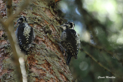 Three_Toed Woodpecker