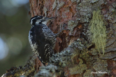 Three-Toed Woodpecker