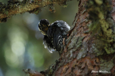 Three-Toed Woodpecker