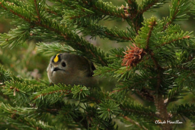 Goldcrest