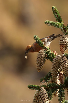 Bec-crois des sapins