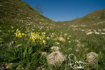 Valley of the Rocks: A Surprise of Cowslips.