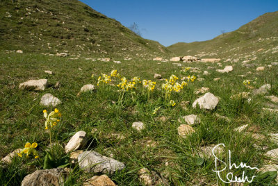 Valley of the Rocks: A Surprise of Cowslips.