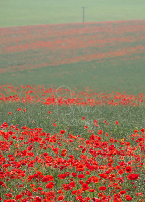 Poppies on the A46
