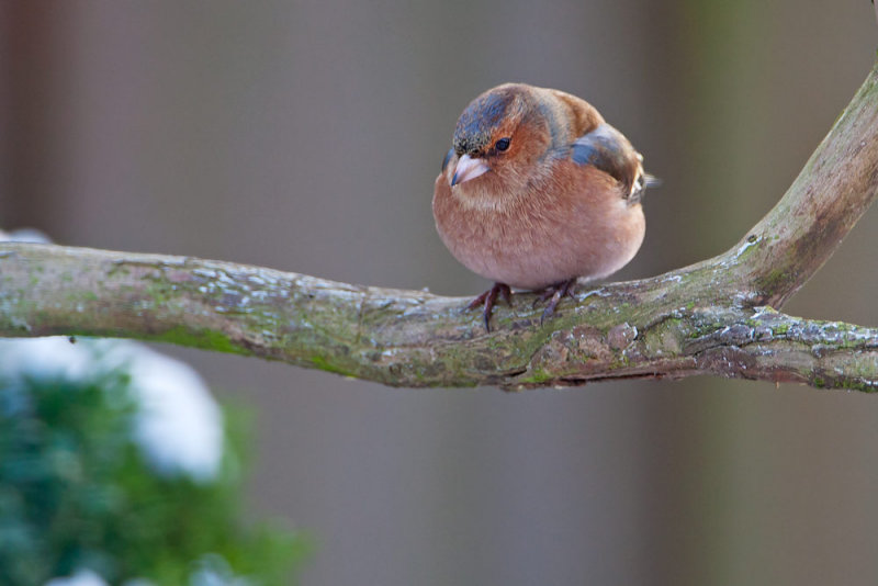 Chaffinch