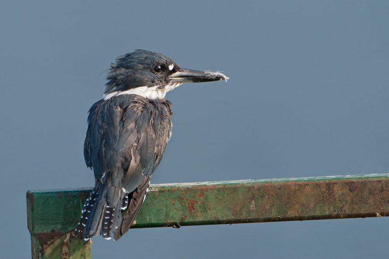 Belted Kingfisher