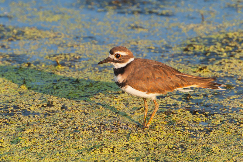 Killdeer