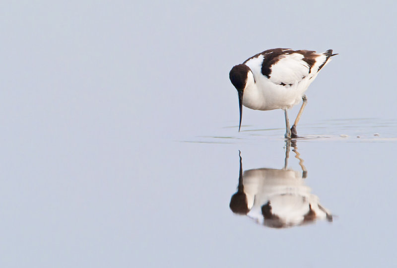 Pied Avocet