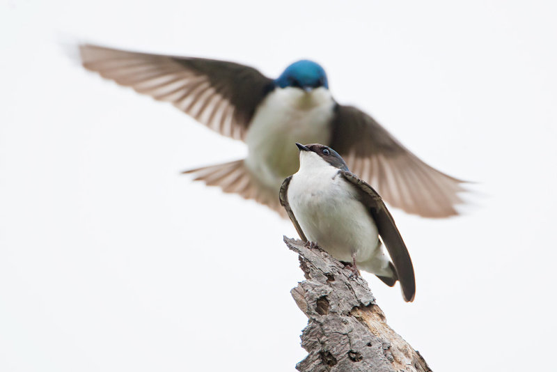 Tree Swallow