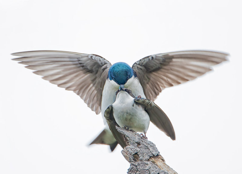 Tree Swallow