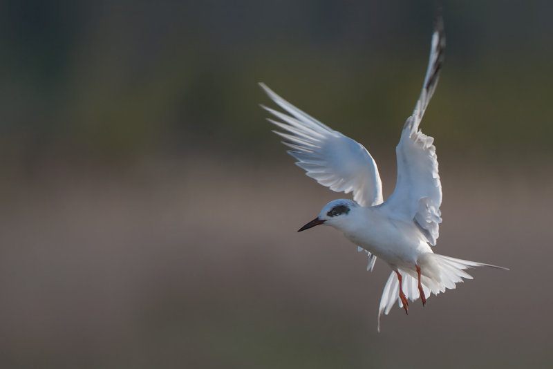 Forsters Tern