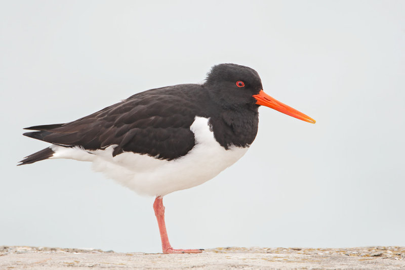 Oystercatcher