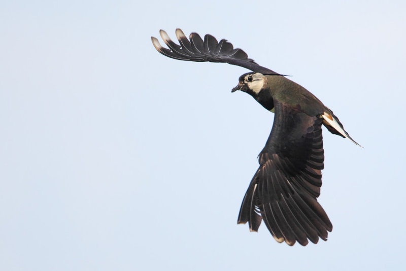 Lapwing