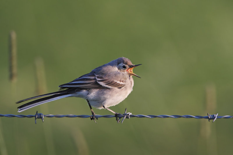 White Wagtail