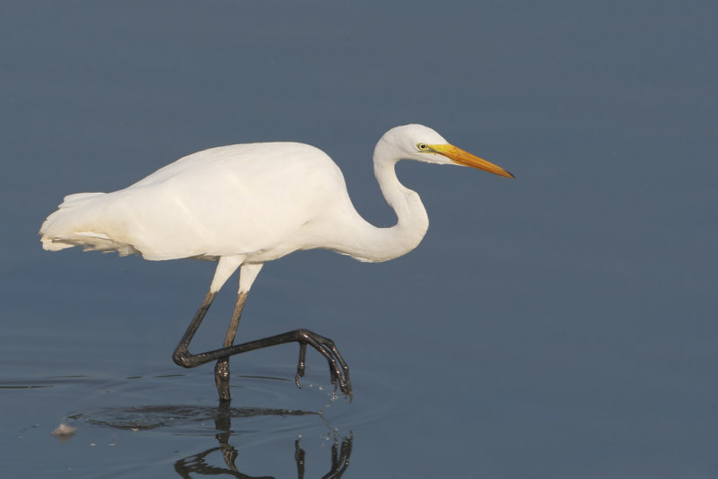 Great Egret