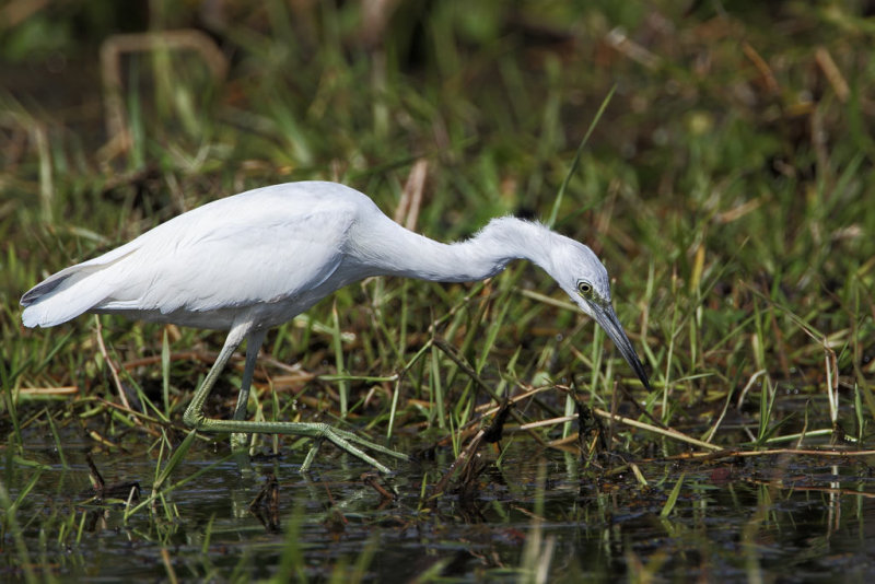 Little Blue Heron