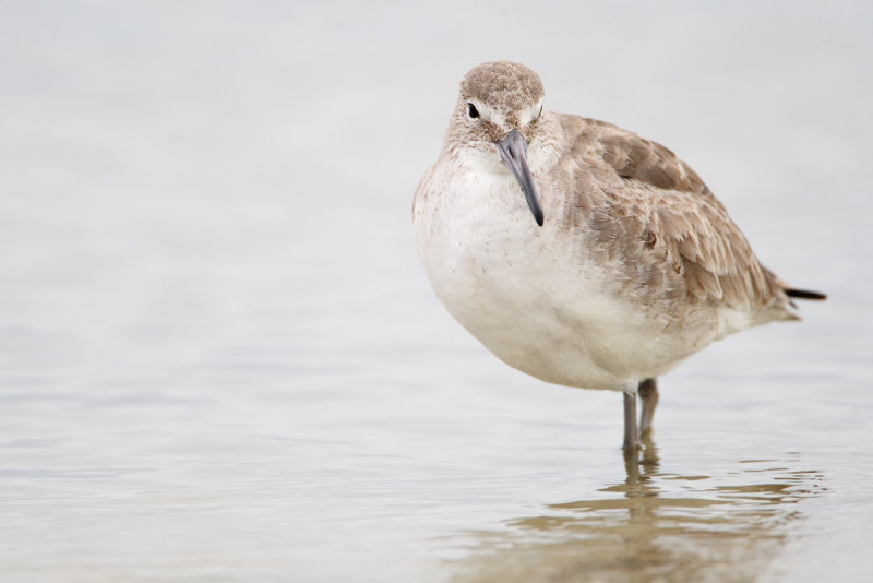 Willet