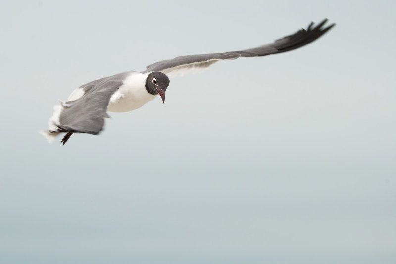 Laughing Gull