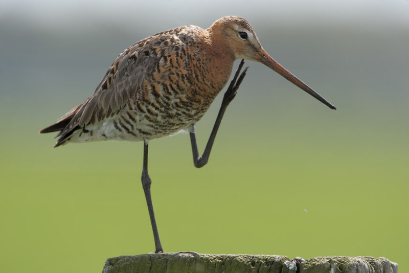 Black-tailed Godwit