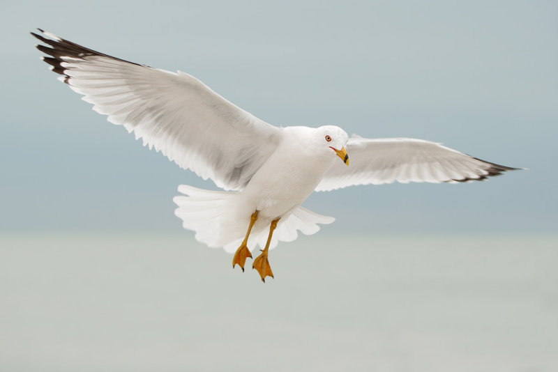 Ring-billed Gull