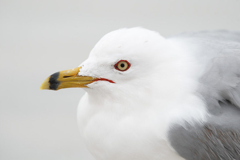 Ring-billed Gull