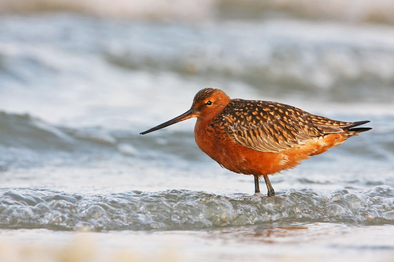 Bar-tailed Godwit