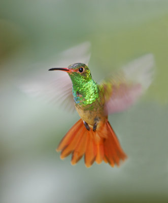 Hummingbirds of the Americas