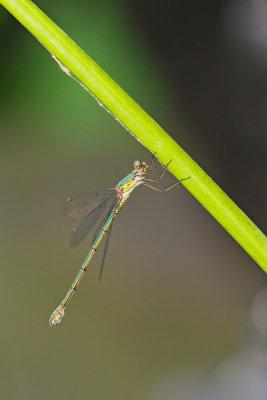 Emerald damselfly