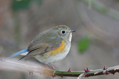 Red-flanked Bluetail