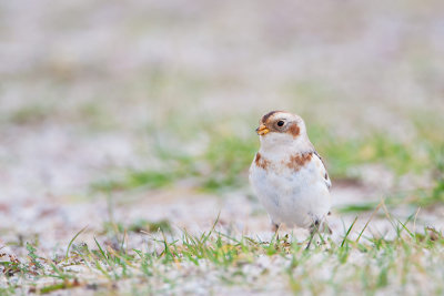 Snow Bunting