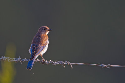 Eastern Bluebird