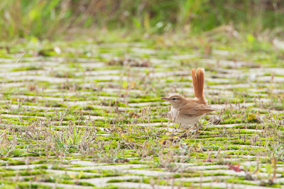 Rufous-tailed Scrub Robin