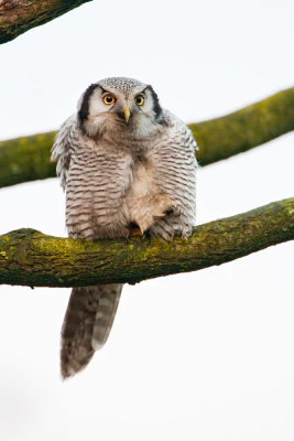 Northern Hawk-Owl