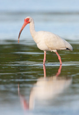 White Ibis