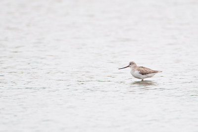 Terek Sandpiper