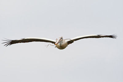 Spot-billed Pelican